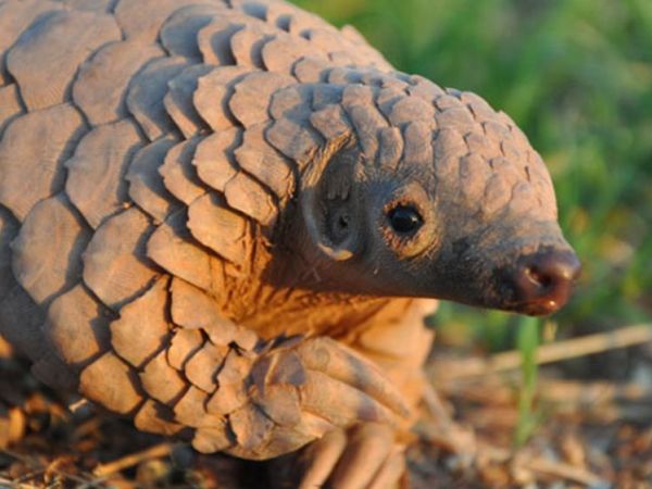 Non ha stato il&nbsp;pangolino